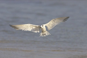 Images Dated 16th March 2006: Sandwich Tern coming in to land. Estero Lagoon, florida, USA BI001729