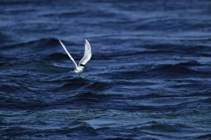 Sandwich Tern - Fishing from Sea