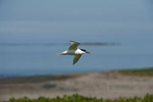 Images Dated 20th May 2010: Sandwich tern - in flight