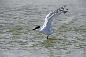 Sandwich Tern - in flight bathing in sea Island