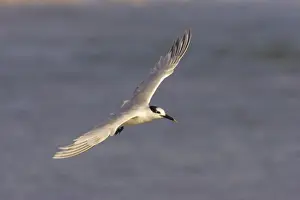 Lagoons Prints: Sandwich Tern in flight. Estero Lagoon, florida, USA BI001727