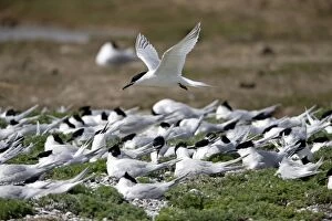 Sandwich Tern - in flight over nesting colony Island