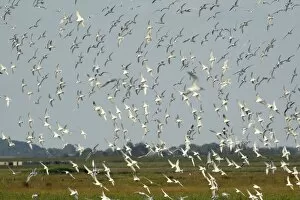 Sandwich Tern - flock flying over nesting colony