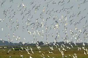 Netherlands Prints: Sandwich Tern - flock flying over nesting colony, Island of Texel, Holland