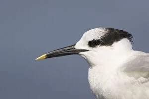 Sandwich Tern head shot
