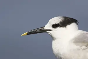 Sandwich Tern head shot. Fort de Soto, florida, USA BI001714