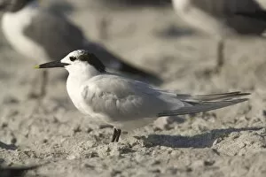 Sandwich Tern - in non-breeding plumage