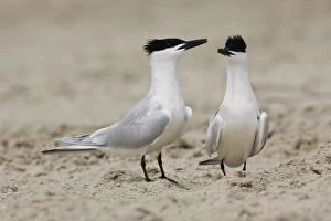 Images Dated 31st March 2008: Sandwich Tern - Pair in courtship. Texas in April