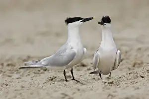 Sandwich Tern - Pair in courtship. Texas in April