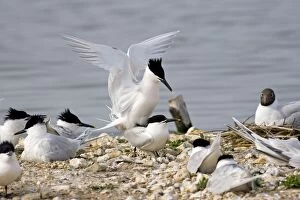 Images Dated 10th May 2008: Sandwich Tern - Pair mating