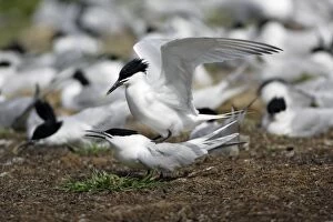 Images Dated 3rd June 2006: Sandwich Tern-pair mating on edge of nesting colony, Farne Isles, Northumberland UK