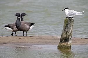 Sandwich Tern - perched on post by water Island