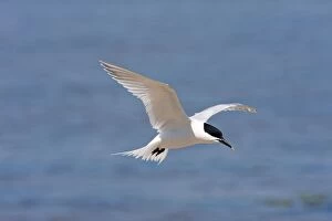 Sandwich Tern - Single adult in flight