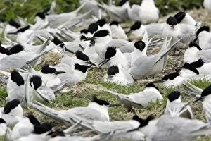 Images Dated 3rd June 2006: Sandwich Tern-territorial dispute between birds in nesting colony, Farne Isles, Northumberland UK