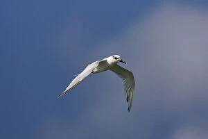 Images Dated 16th October 2007: Sandwich Tern - winter plumage - in flight