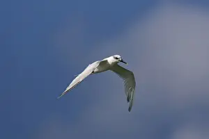 Sandwich Tern - winter plumage - in flight - Tarifa Spain