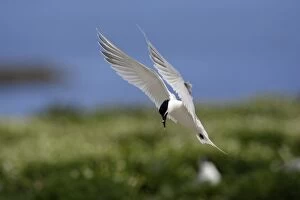 Images Dated 3rd June 2006: Sandwich Tern-with fish in beak, about to land, Farne Isles, Northumberland UK