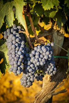 Images Dated 19th March 2014: Sangiovese grapes ripen in a vineyard near