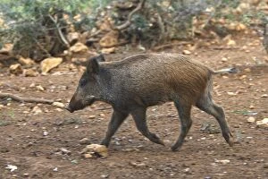 Images Dated 13th October 2007: sanglier. Jeune Wild Boar. Sus scrofa
