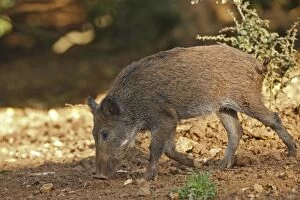 Images Dated 14th October 2007: sanglier. Jeune Wild Boar. Sus scrofa