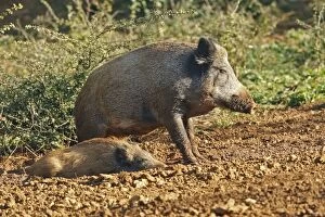 Images Dated 14th October 2007: sanglier Wild Boar Sus scrofa