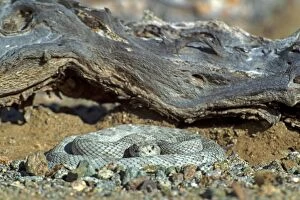 Viper Gallery: Santa Catalina Rattlesnake