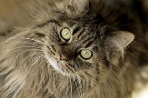 Images Dated 12th July 2010: Santa Fe, New Mexico, USA. Maine coon cat