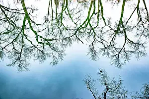 Branches Prints: Santa Fe, New Mexico, USA. Old oak tree branches in water Date: 21-01-2020