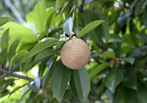 Venezuela Prints: Sapodilla / Nispero / Chico Sapote Fruit Latin can also be: Achras sapota L