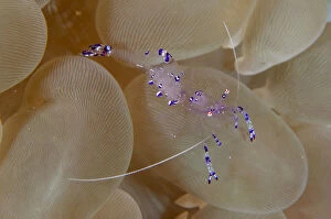 Anthozoa Gallery: Sarasvati Anemone Shrimp in Bubble Coral (Plerogyra)