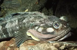 Sarcastic Fringehead Fish Monterey Bay, California, USA
