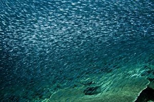 Images Dated 4th January 2012: Sardines - large tornado shoal