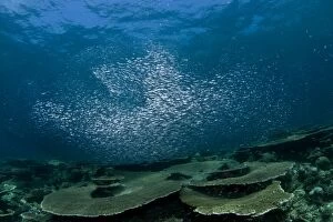 Images Dated 4th January 2012: Sardines - large tornado shoal over the hard corals