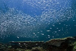 Images Dated 4th January 2012: Sardines - large tornado shoal over the hard corals