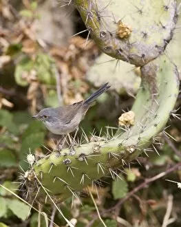 Sardinian Warbler - female perched on Prickly Pear