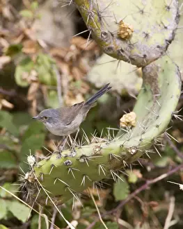 Prickly Pear Prints: Sardinian Warbler - female perched on Prickly Pear - Tarifa Spain - September