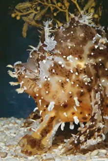 Look Alike Prints: Sargassum Fish KEL 852 Camouflage resembles Seaweed