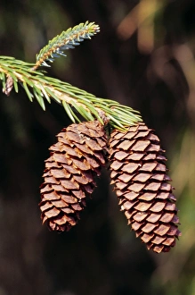 Images Dated 21st June 2005: Sargent Spruce - cone