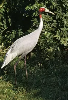 Cranes Prints: Sarus Crane
