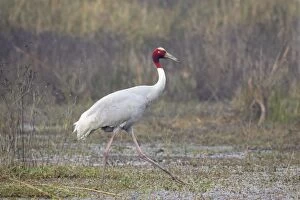 Antigone Gallery: Sarus Crane - feeding in marsh