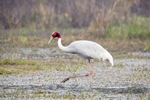 Sarus Crane - feeding in marsh