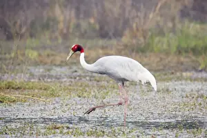 Sarus Crane - feeding in marsh - Keoladeo Ghana National Park - Bharatpur - Rajasthan - India BI018269
