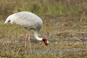 Sarus Crane - feeding in marsh - Keoladeo Ghana National Park - Bharatpur - Rajasthan - India BI018273