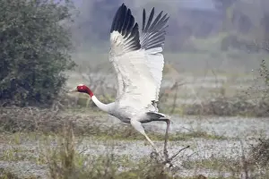 Cranes Prints: Sarus Crane - in flight taking off - Keoladeo Ghana National Park - Bharatpur - Rajasthan - India BI018280
