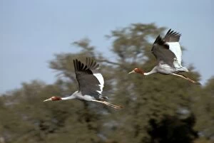 Antigone Gallery: Sarus crane - Pair in flight