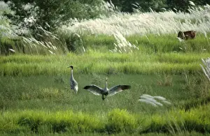 Sarus Crane - pair in wetland habitat (Indian population)