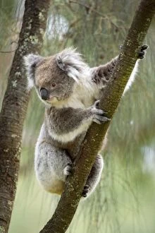 SAS-1263 Koala - adult koala clings to the branch of an eucalypt tree and is about to climb down to change its feeding