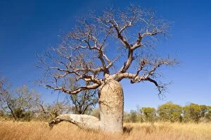 Baobabs Gallery: SAS-1412
