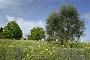 SAS-223 Olive Tree - in flowering spring meadow with Common Borage (Borago officinalis)