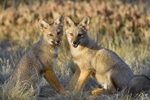 Argentine Grey Foxes Gallery: SAS-2240